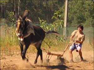 Amigos dos Burros